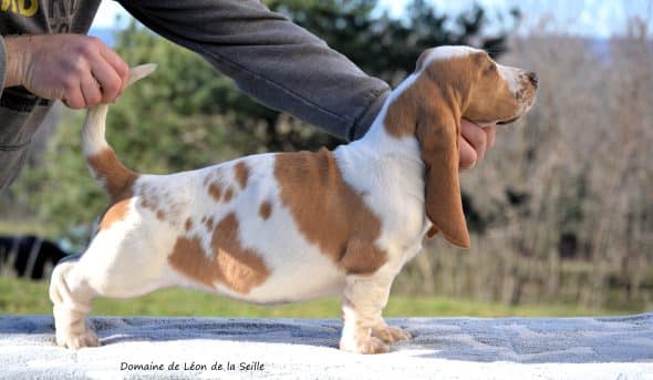 Image de la portée de chiot de l'élévage ELEVAGE DU DOMAINE DE LEON DE LA SEILLE