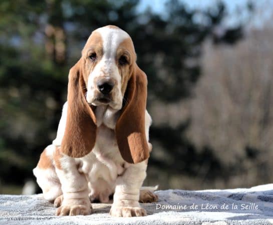 Image de la portée de chiot de l'élévage ELEVAGE DU DOMAINE DE LEON DE LA SEILLE