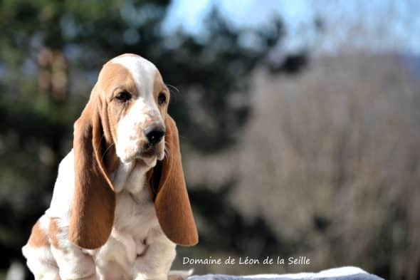 Image de la portée de chiot de l'élévage ELEVAGE DU DOMAINE DE LEON DE LA SEILLE