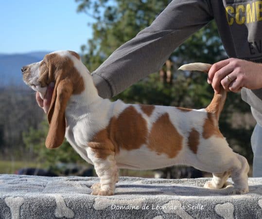 Image de la portée de chiot de l'élévage ELEVAGE DU DOMAINE DE LEON DE LA SEILLE