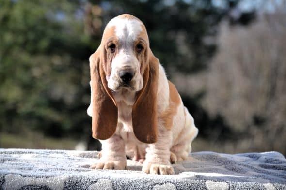 Image de la portée de chiot de l'élévage ELEVAGE DU DOMAINE DE LEON DE LA SEILLE