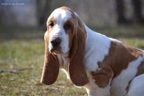 Chiots de race Basset hound à vendre chez l'éleveur DOSDAT JOSUA