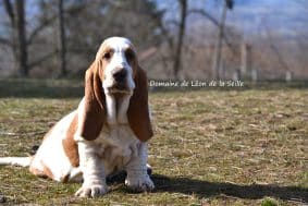 Chiots de race Basset hound à vendre chez l'éleveur DOSDAT JOSUA