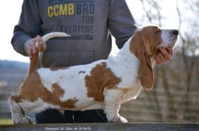 Chiots de race Basset hound à vendre chez l'éleveur DOSDAT JOSUA