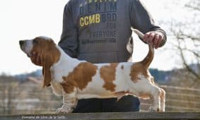 Chiots de race Basset hound à vendre chez l'éleveur DOSDAT JOSUA