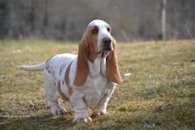 Chiots de race Basset hound à vendre chez l'éleveur DOSDAT JOSUA