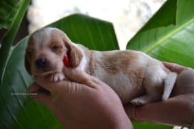 Chiots de race Basset hound à vendre chez l'éleveur DOSDAT JOSUA