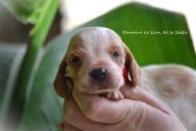 Chiots de race Basset hound à vendre chez l'éleveur ELEVAGE DU DOMAINE DE LEON DE LA SEILLE