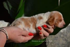 Chiots de race Basset hound à vendre chez l'éleveur ELEVAGE DU DOMAINE DE LEON DE LA SEILLE