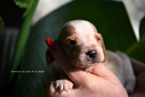 Chiots de race Basset hound à vendre chez l'éleveur DOSDAT JOSUA