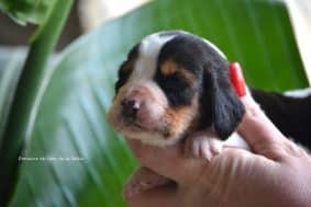 Chiots de race Basset hound à vendre chez l'éleveur ELEVAGE DU DOMAINE DE LEON DE LA SEILLE