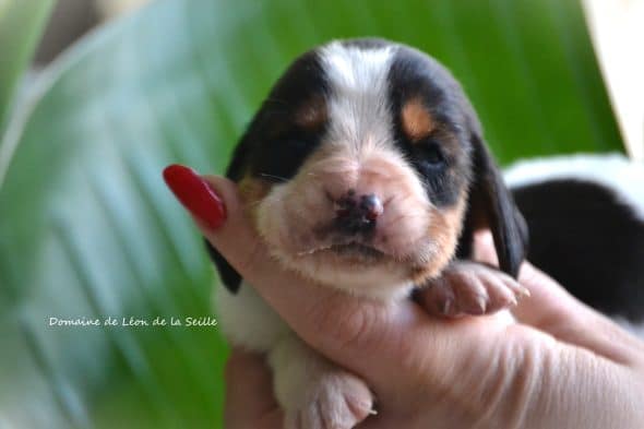 Image de la portée de chiot de l'élévage ELEVAGE DU DOMAINE DE LEON DE LA SEILLE