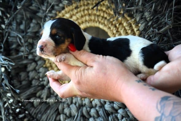 Image de la portée de chiot de l'élévage ELEVAGE DU DOMAINE DE LEON DE LA SEILLE