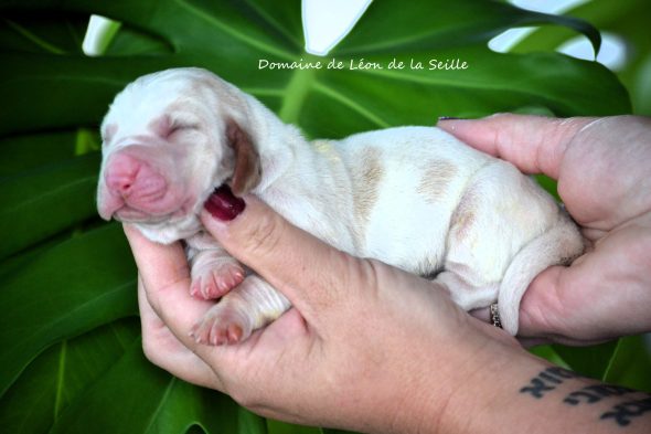 Image de la portée de chiot de l'élévage ELEVAGE DU DOMAINE DE LEON DE LA SEILLE