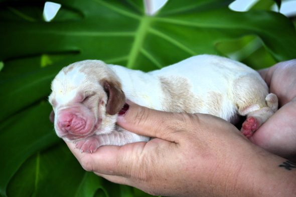 Image de la portée de chiot de l'élévage ELEVAGE DU DOMAINE DE LEON DE LA SEILLE