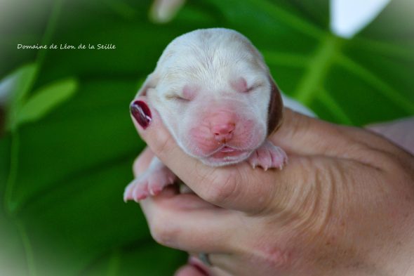 Image de la portée de chiot de l'élévage ELEVAGE DU DOMAINE DE LEON DE LA SEILLE