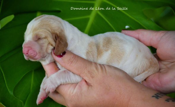 Image de la portée de chiot de l'élévage ELEVAGE DU DOMAINE DE LEON DE LA SEILLE