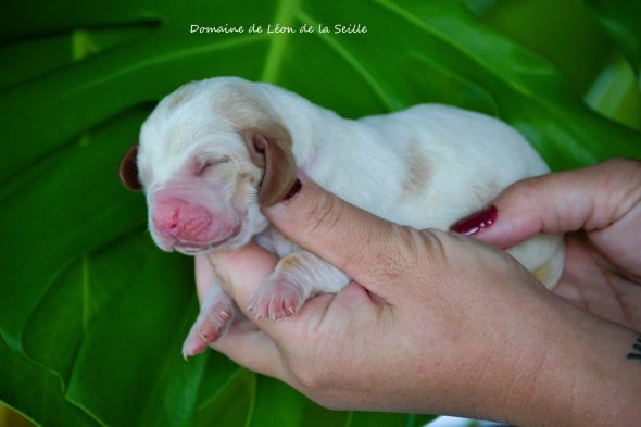 Image de la portée de chiot de l'élévage ELEVAGE DU DOMAINE DE LEON DE LA SEILLE