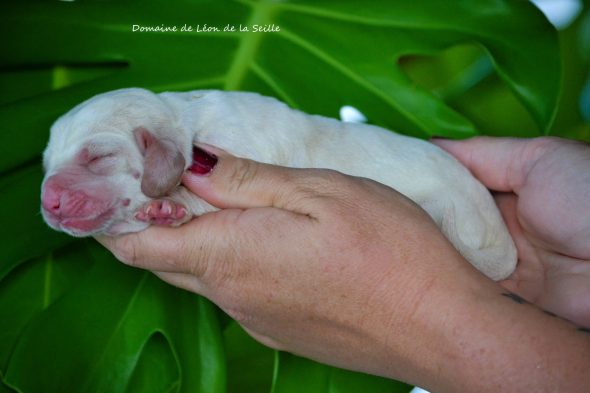 Image de la portée de chiot de l'élévage ELEVAGE DU DOMAINE DE LEON DE LA SEILLE