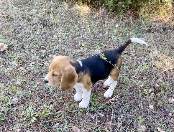 Image de la portée de chiot de l'élévage RALLIE STE BAUME