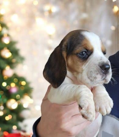 Image de la portée de chiot de l'élévage ZAMPOLINI LAURA