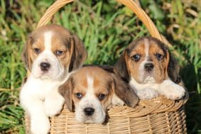 Chiots de race Beagle à vendre chez l'éleveur DU DOMAINE DES LOUPS MER