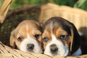 Chiots de race Beagle à vendre chez l'éleveur DU DOMAINE DES LOUPS MER