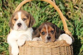 Chiots de race Beagle à vendre chez l'éleveur DU DOMAINE DES LOUPS MER