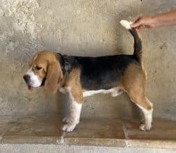 Chiots de race Beagle à vendre chez l'éleveur DE L ESPRIT DU CARBONADO