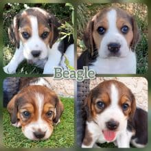 Chiots de race Beagle à vendre chez l'éleveur BUFFENOIR PERRINE