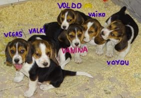 Chiots d'apparence Beagle à vendre chez l'éleveur GAEC DE LAFELINE