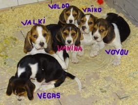 Chiots d'apparence Beagle à vendre chez l'éleveur GAEC DE LAFELINE