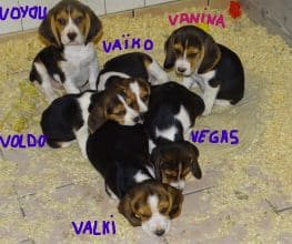 Chiots d'apparence Beagle à vendre chez l'éleveur GAEC DE LAFELINE