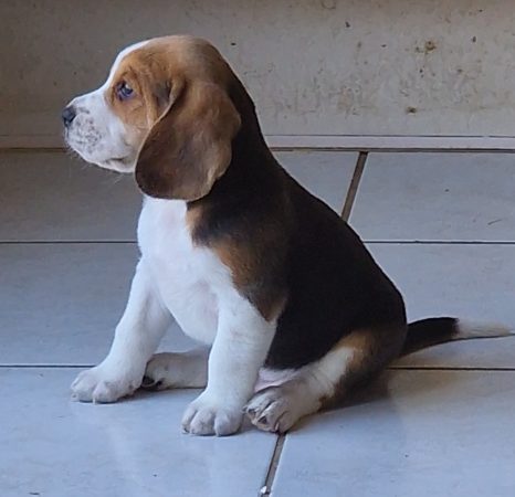 Image de la portée de chiot de l'élévage CHANOURDIE DAMIEN