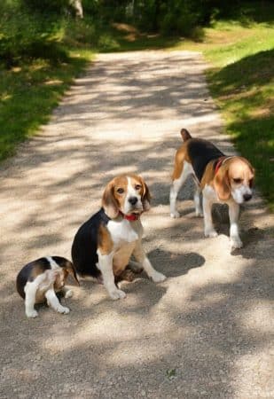 Image de la portée de chiot de l'élévage ZAMPOLINI LAURA