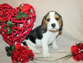 Chiots d'apparence Beagle à vendre chez l'éleveur SAS THERY