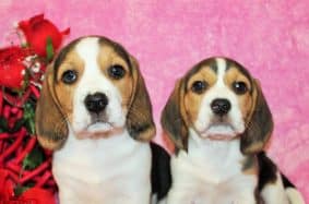 Chiots d'apparence Beagle à vendre chez l'éleveur SAS THERY