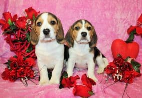 Chiots d'apparence Beagle à vendre chez l'éleveur SAS THERY