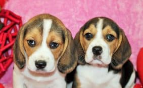 Chiots d'apparence Beagle à vendre chez l'éleveur SAS THERY