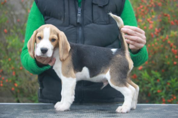 Image de la portée de chiot de l'élévage DES VALLEES D ARGOAT