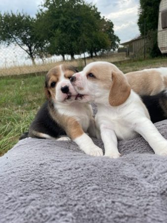 Image de la portée de chiot de l'élévage SCEA DU MOULIN DE MADJURIE