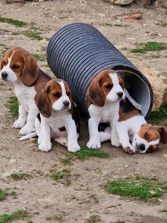 Image de la portée de chiot de l'élévage ROYERE STEPHANIE