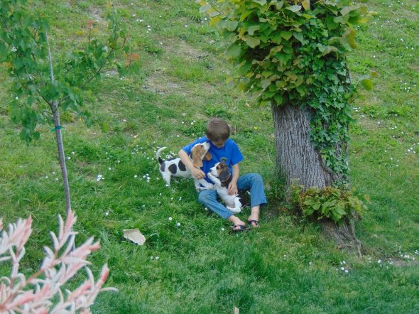 Image de la portée de chiot de l'élévage ROYERE STEPHANIE