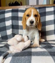 Chiots de race Beagle à vendre chez l'éleveur SCEA DU MOULIN DE MADJURIE