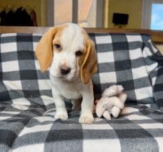 Chiots de race Beagle à vendre chez l'éleveur SCEA DU MOULIN DE MADJURIE