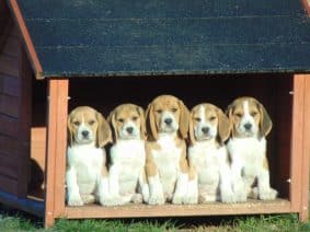 Chiots d'apparence Beagle à vendre chez l'éleveur ROYERE STEPHANIE