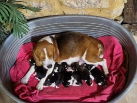 Chiots d'apparence Beagle à vendre chez l'éleveur ROYERE STEPHANIE