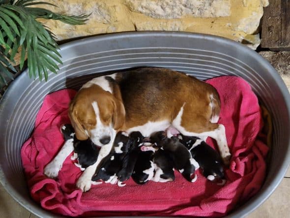 Image de la portée de chiot de l'élévage ROYERE STEPHANIE