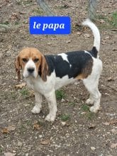 Chiots d'apparence Beagle à vendre chez l'éleveur ROYERE STEPHANIE