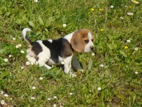 Chiots d'apparence Beagle à vendre chez l'éleveur ROYERE STEPHANIE